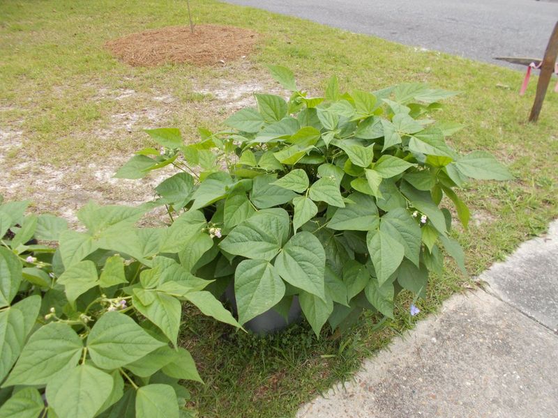 Temperature Considerations