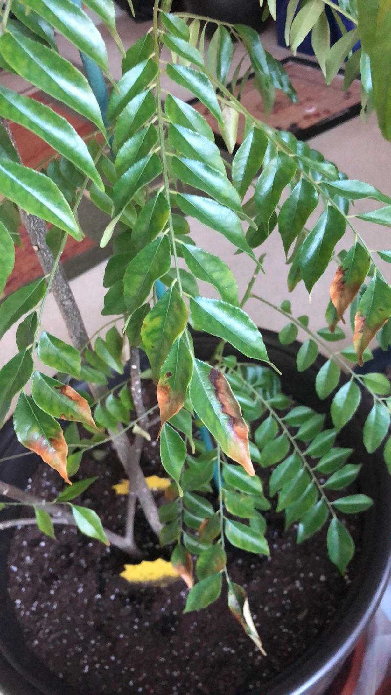 Recognizing Nutrient Deficiencies