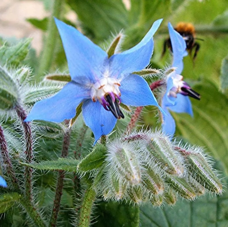 Borage