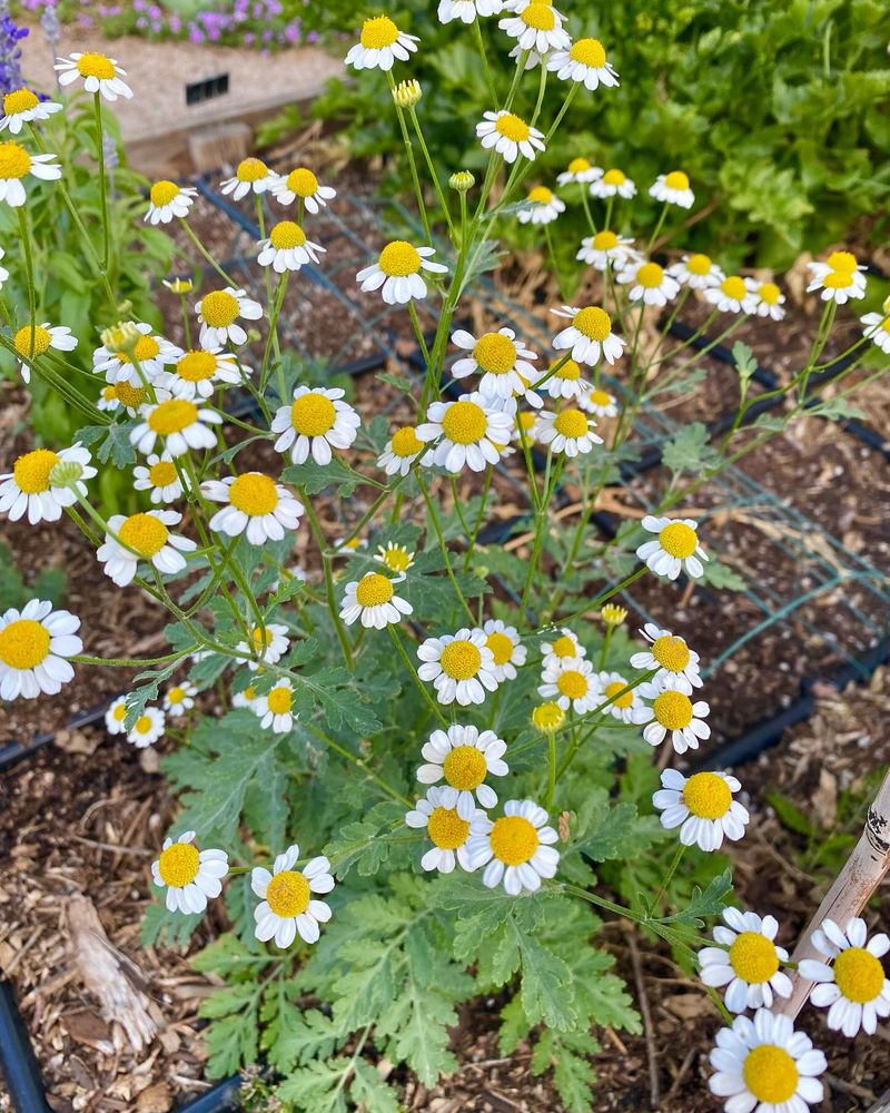 Feverfew