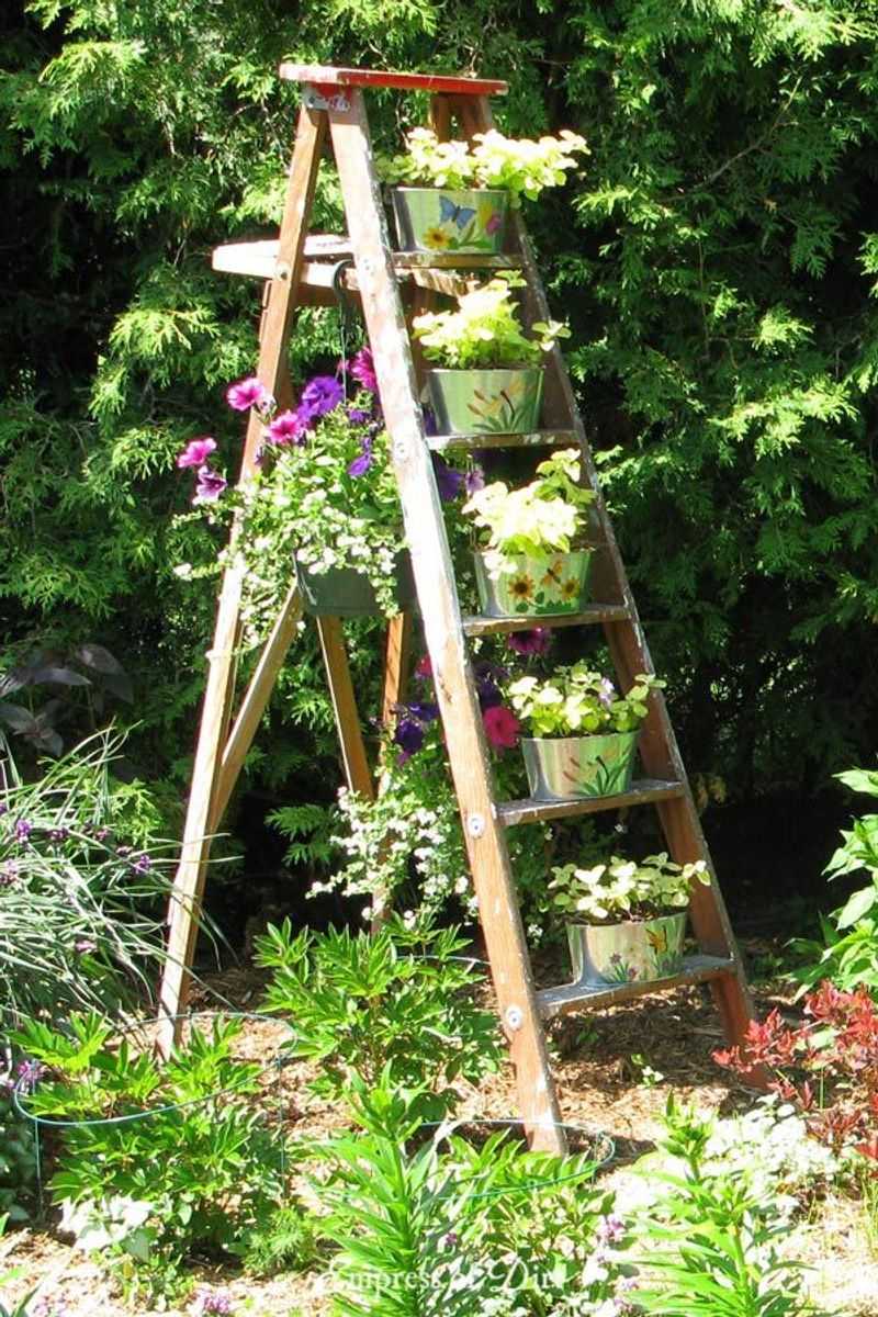 Lavender Ladder Display