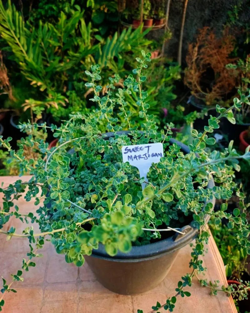 Marjoram