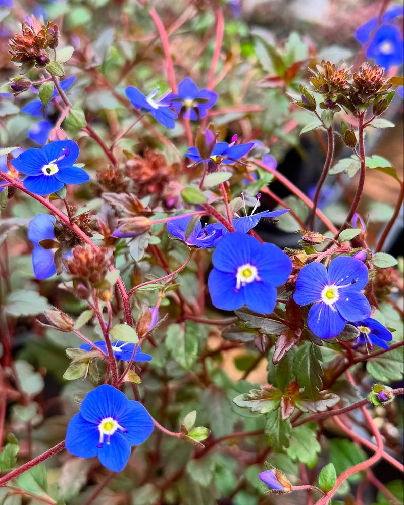 Veronica &lsquo;Georgia Blue&rsquo;