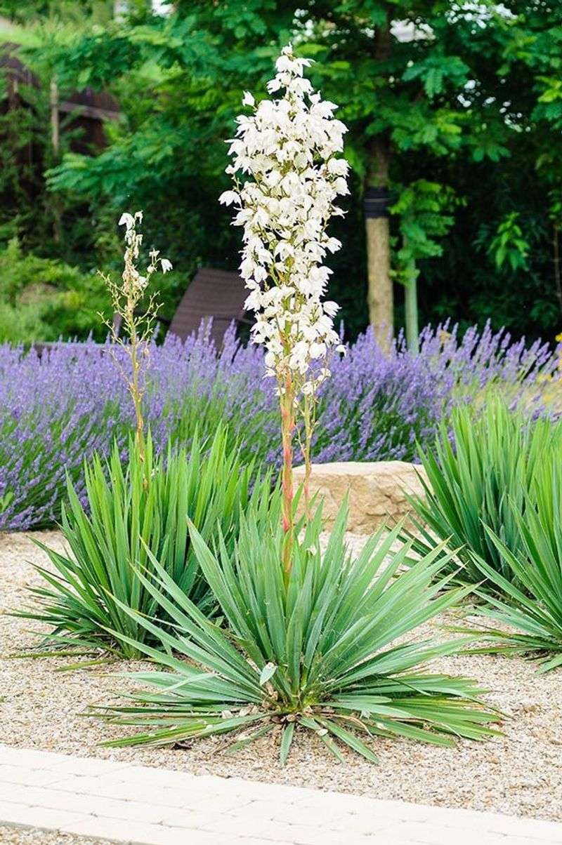 Yucca