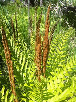 Cinnamon Fern - Plant It Wild! | Native Michigan Plants