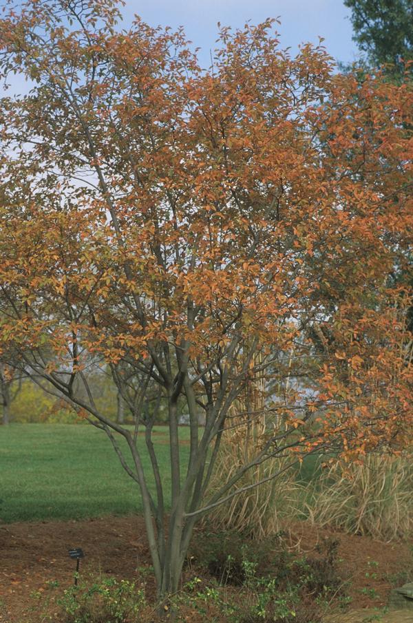 Serviceberry Plant It Wild! Native Michigan Plants