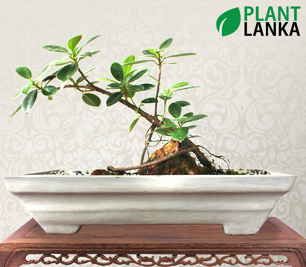Nuga ( නුග) Bonsai Plant 34 years old Plant Lanka Tropical Plants