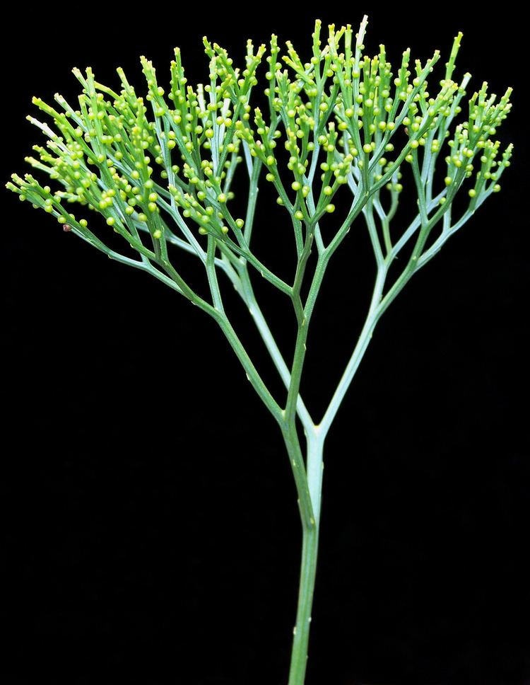 Psilotum The Whisk Fern Plantlet