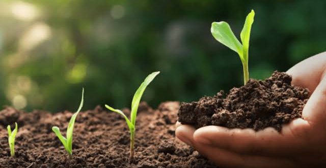 Soil Forming Factors Plantlet