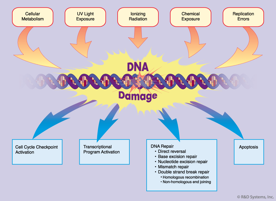 DNA Repair Mechanism Photoreactivation, Excision repair, Post Replication Repair