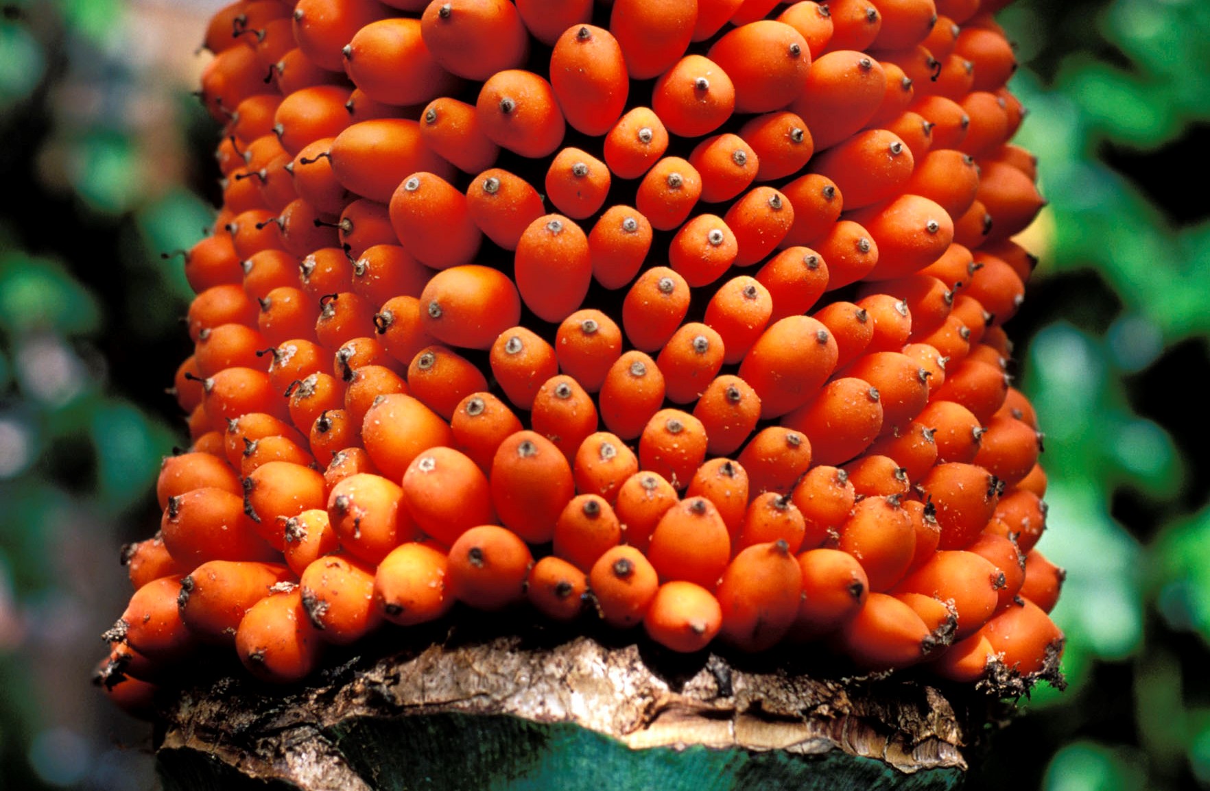 Titan Arum The Corpse Flower Feels Rotten Plantlet