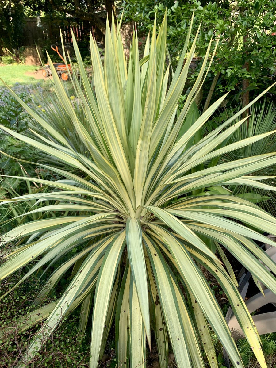 Happy Fourth July 2019 Plant Lust
