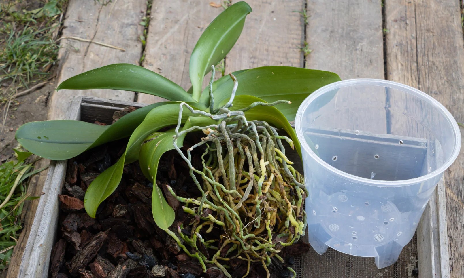 How to Repot an Orchid with Air Roots? Stepbystep Guide