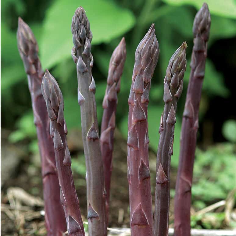 On Sale Purple Passion Asparagus Plant Plantly