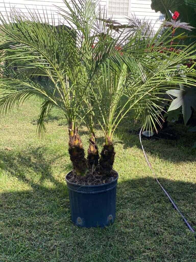 Dwarf Canary Island Date Palm for Sale Phoenix Robellini Plantly