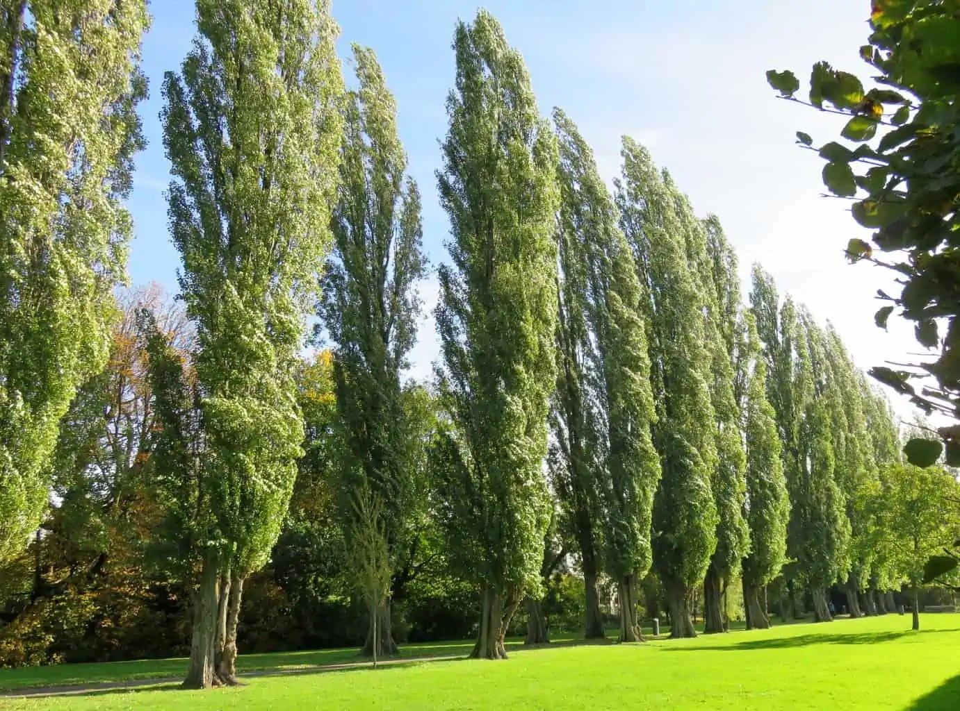 Hybrid Poplar Tree Care Plantly