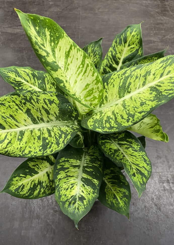 Dieffenbachia Sublime Live Plant in 4" pot Plantly