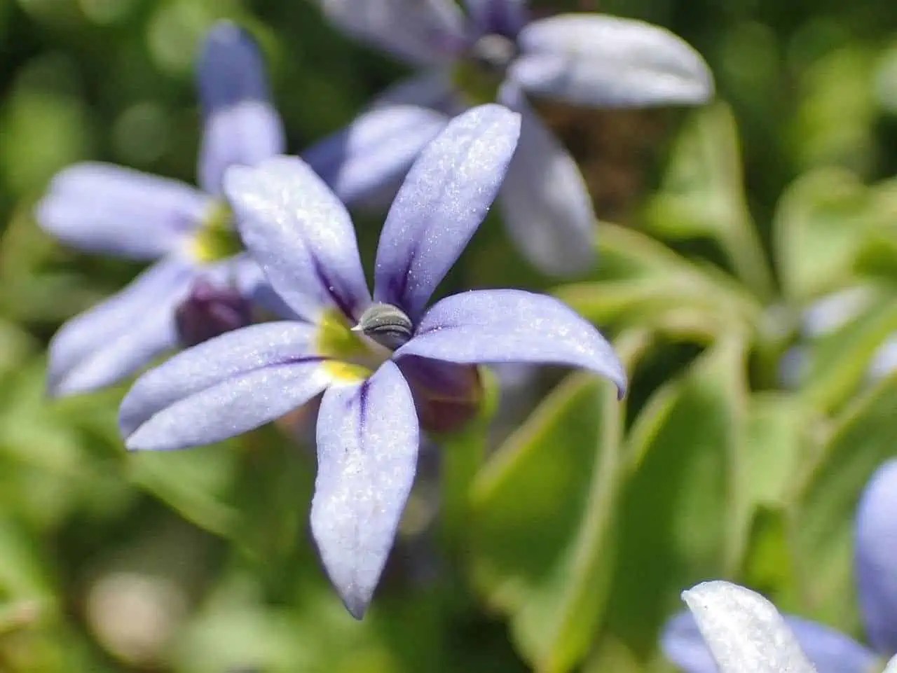 Blue Star Creeper Plant Care Plantly