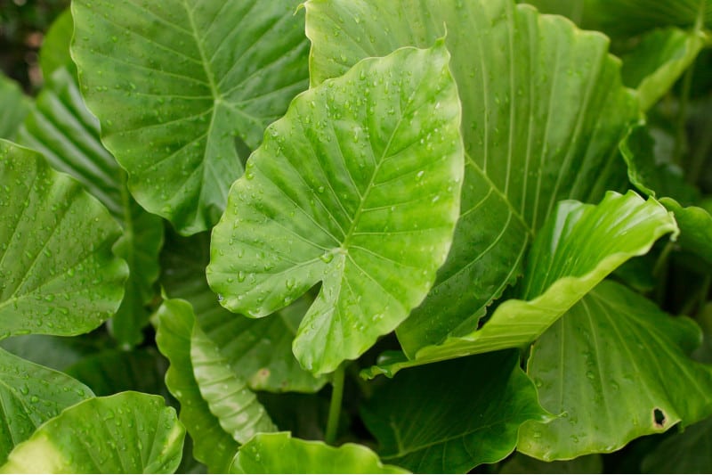 Are Elephant Ear Plants Poisonous To Cats And Dogs