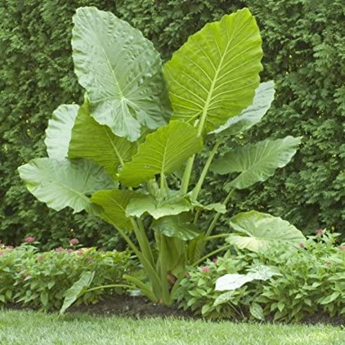 1 Jumbo Elephant Ears Bulb for Planting Grow Giant Tropical Colocasia Made in USA Plantly