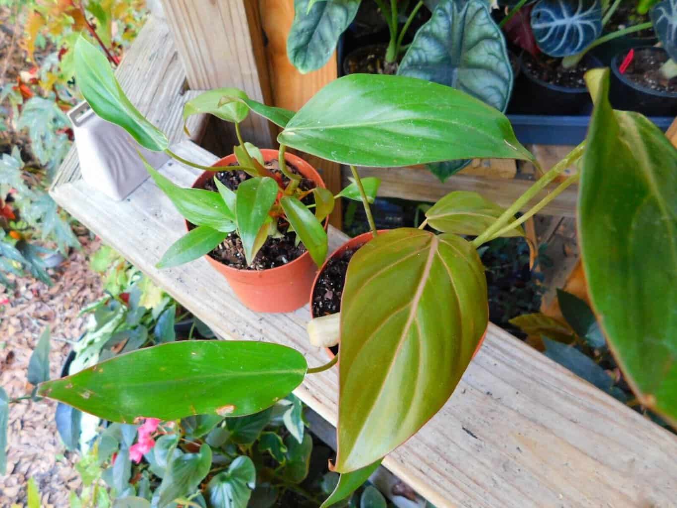 Philodendron Summer Glory Hybrid Gloriosum X Mccolleys 4 Inch Pot Plantly