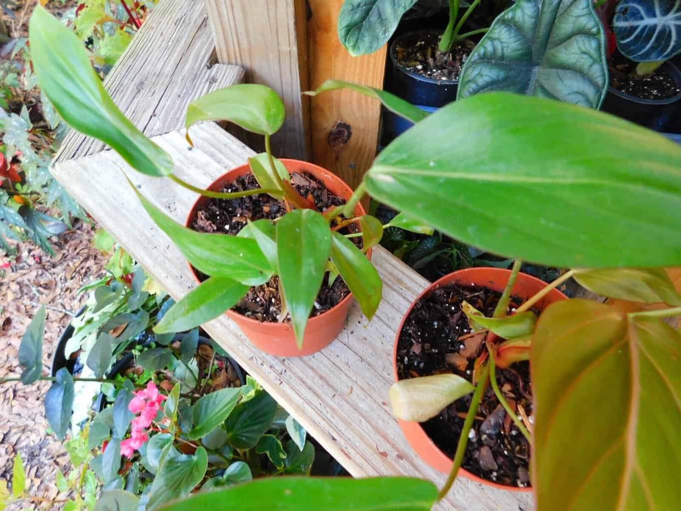 Philodendron Summer Glory Hybrid Gloriosum X Mccolleys 4 Inch Pot Plantly