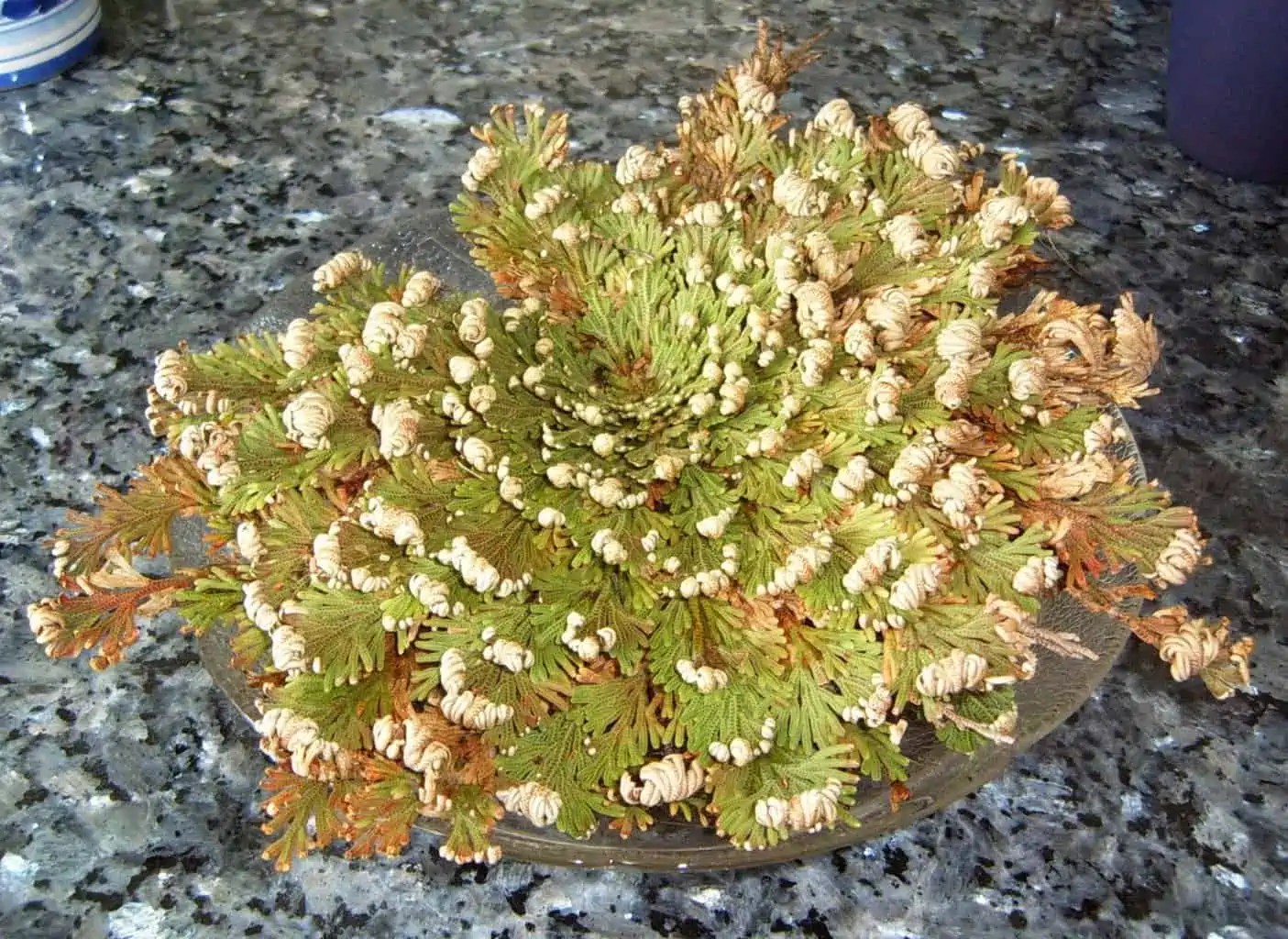 Rose of Jericho Plant Care Plantly