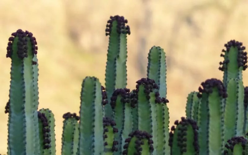 Euphorbia Plant Care Guide Plantly