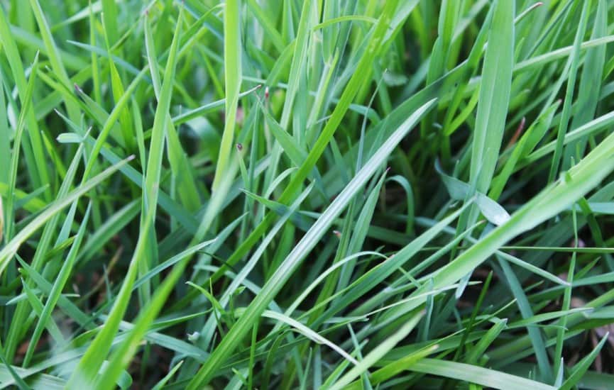 Is Mondo Grass Toxic To Dogs