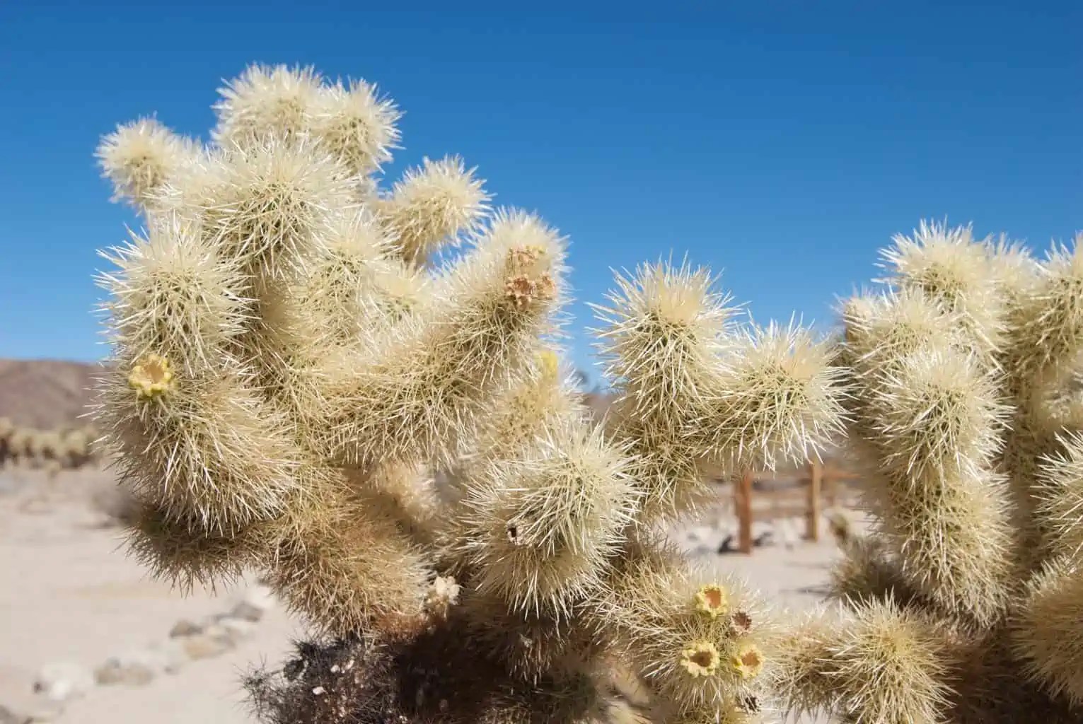 Cholla Cactus Plant Care Plantly