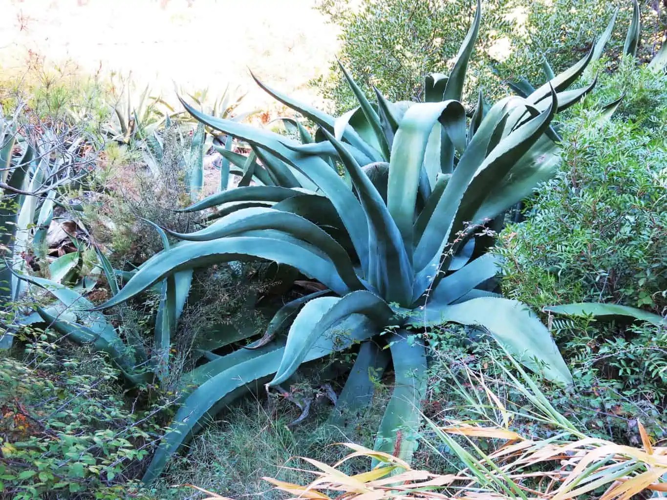 Large Succulents for Outdoor Landscape Plantly