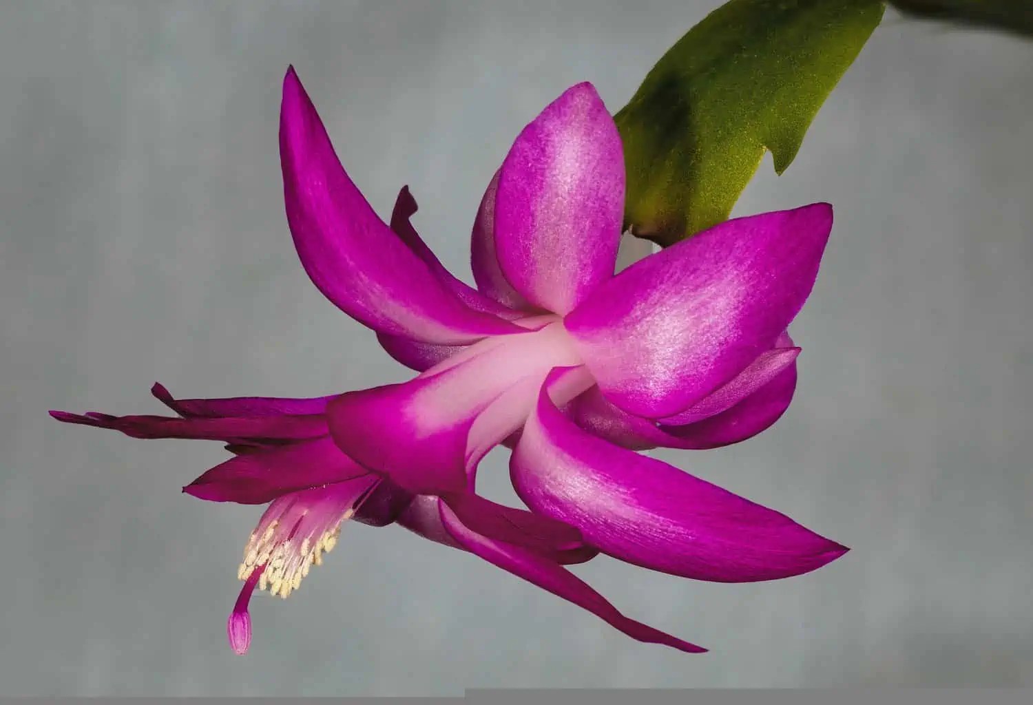 Thanksgiving Cactus Plant Care Plantly