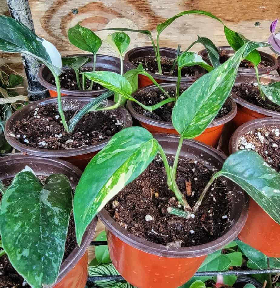 Epipremnum Pinnatum Albo Variegata RARE Variegated Rooted Starter Plant Indoor Plants Free