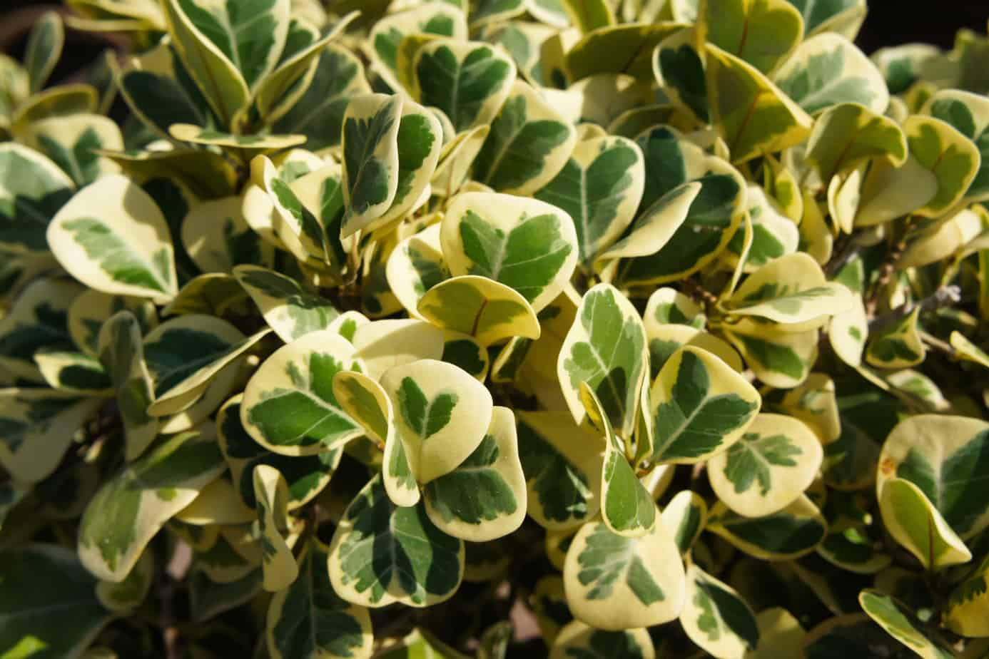 Ficus Triangularis Plant Care Guide Plantly