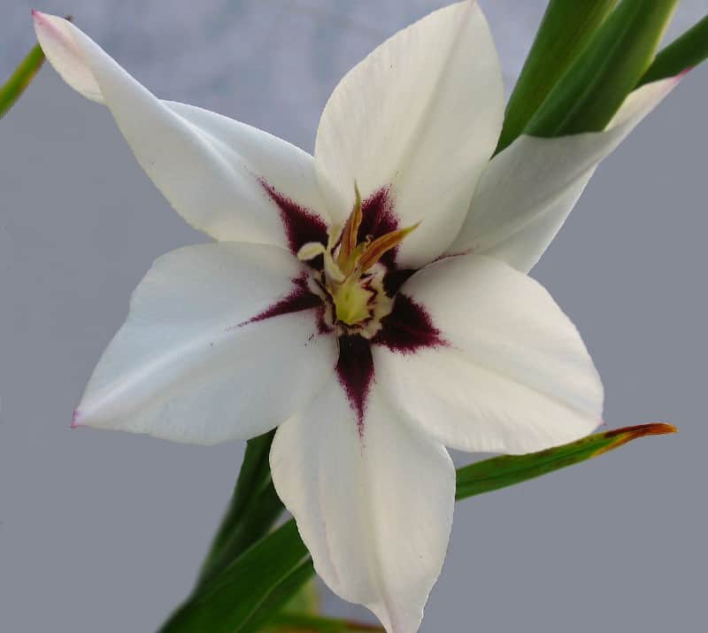 Peacock Orchid Plant Care Plantly