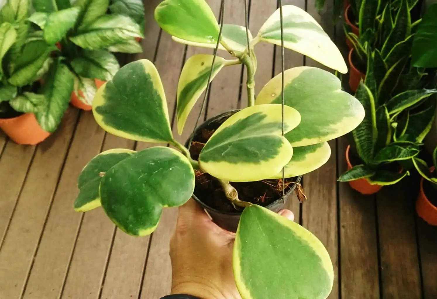 Best Romantic Plants for Love Making Plantly