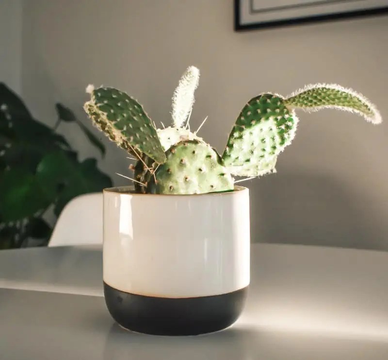 Bunny Ears Cactus Plant Care Plantly