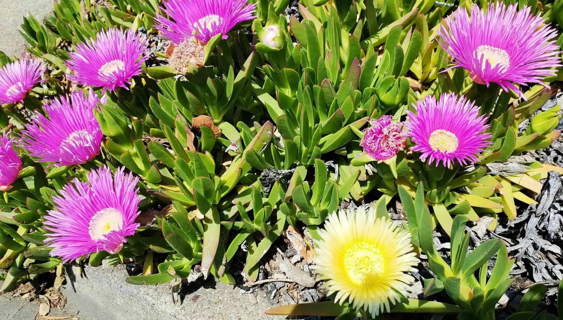 How to Grow and Care For Ice Plant Succulents Plantly