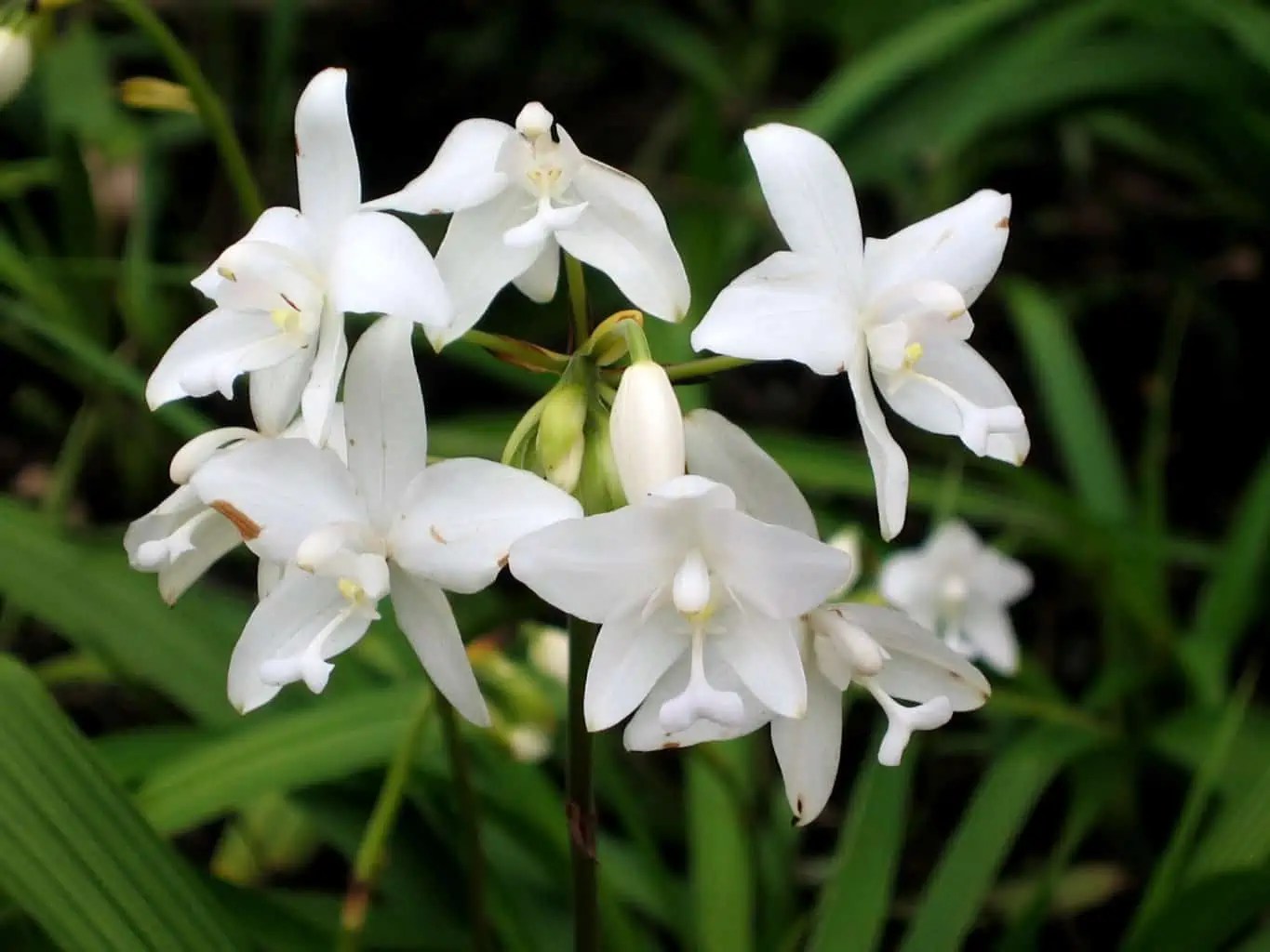 Are Ground Orchids Safe For Dogs