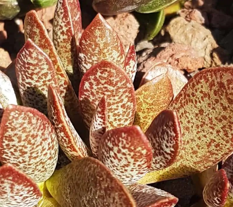 How to Take Care of Plover Egg Plant Plantly