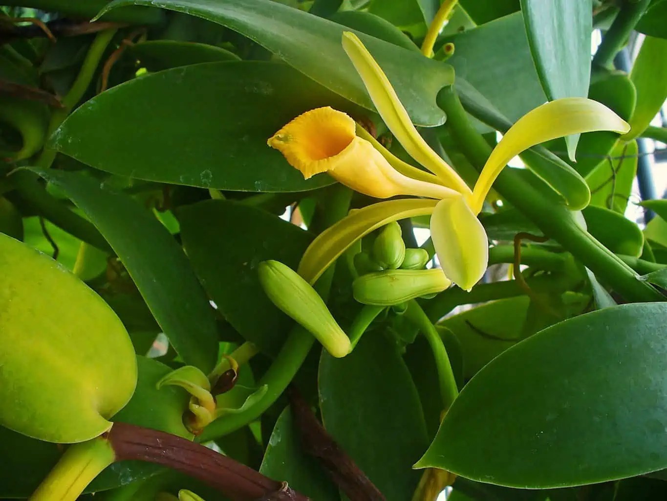 How to Care For Vanilla Orchid Plantly