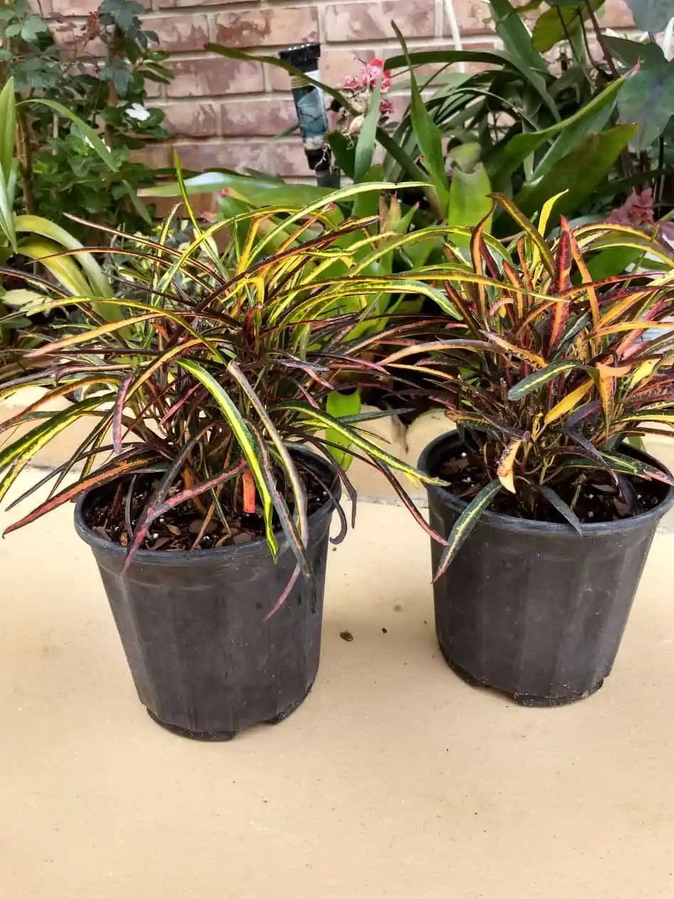 Buy Online Croton Zanzibar Plant Plantly