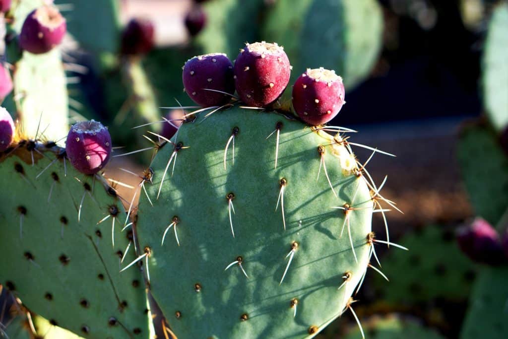 Expert Tips To Take Care Prickly Pear Cactus Plantly