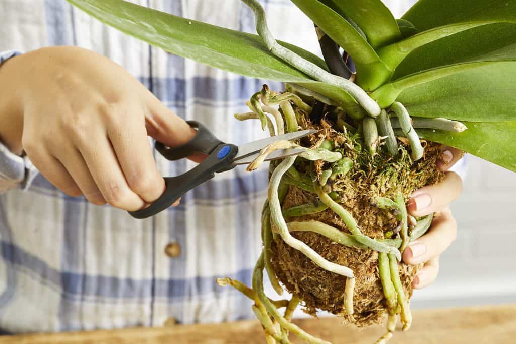 How to Repot an Orchid with Air Roots? Stepbystep Guide