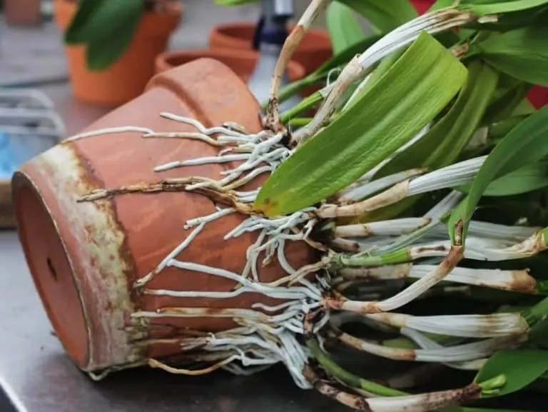 How to Repot an Orchid with Air Roots? Stepbystep Guide