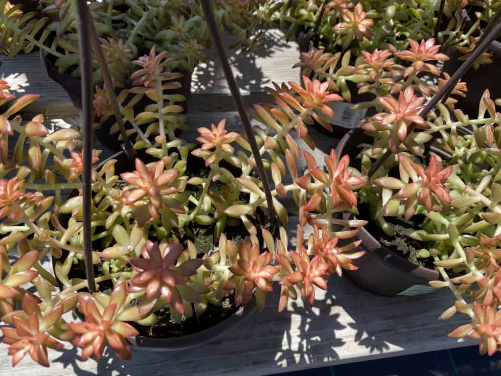 Mature Succulent Plant Sedum Adolphi 'Shooting Star'. Plantly