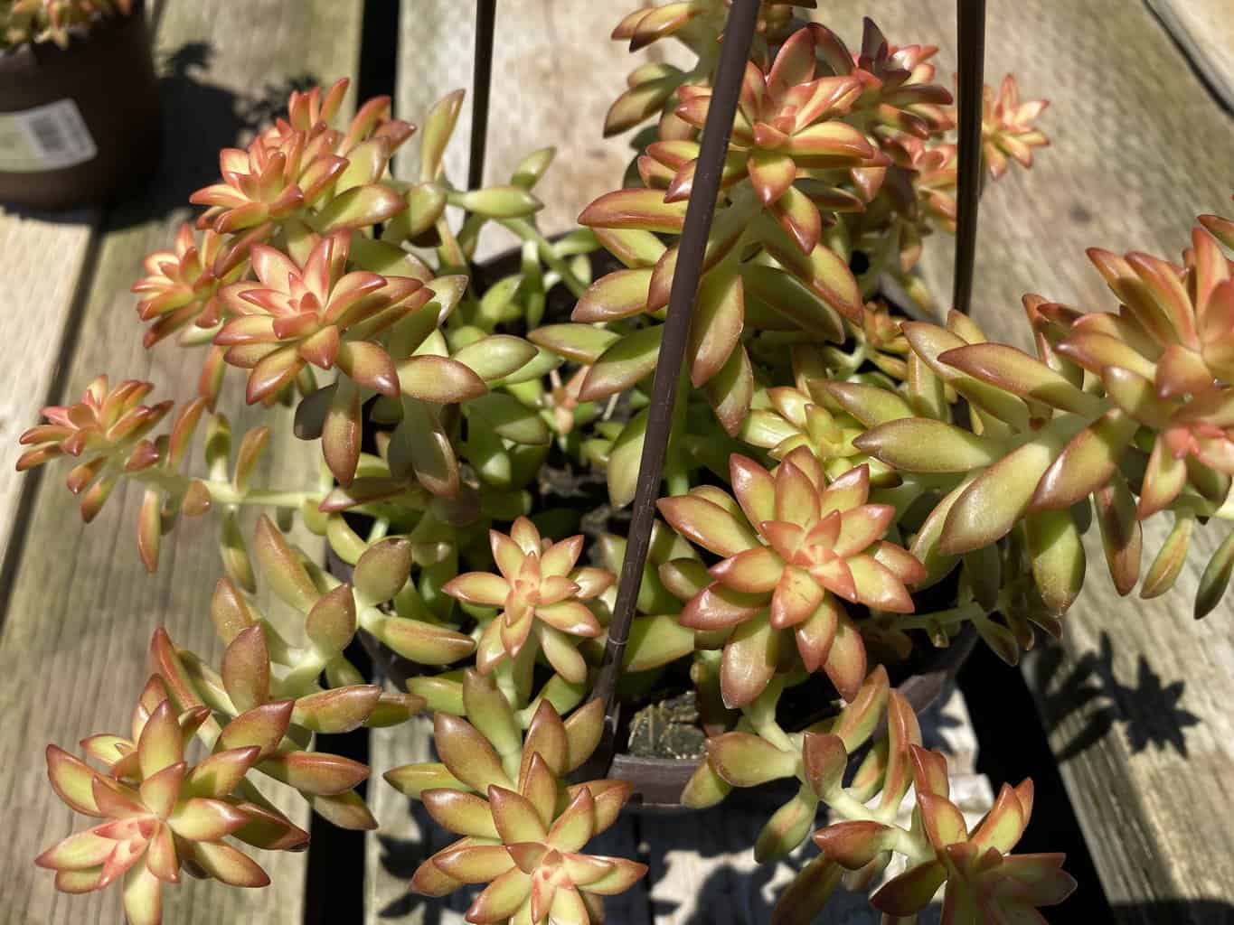Mature Succulent Plant Sedum Adolphi 'Shooting Star'. Plantly