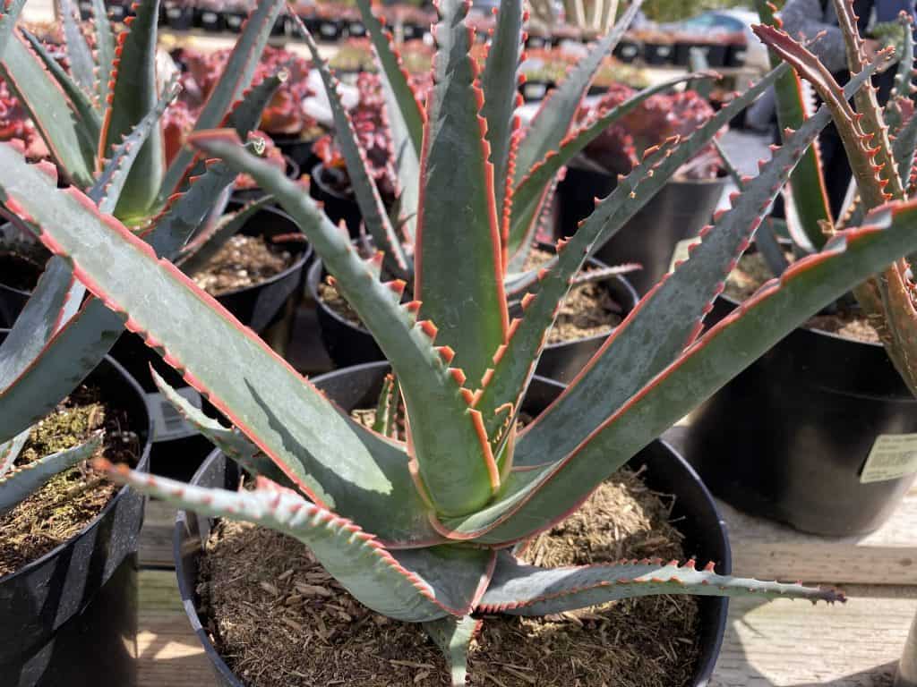 Aloe Swordfish Experience the Power of Natural Healing Buy Now