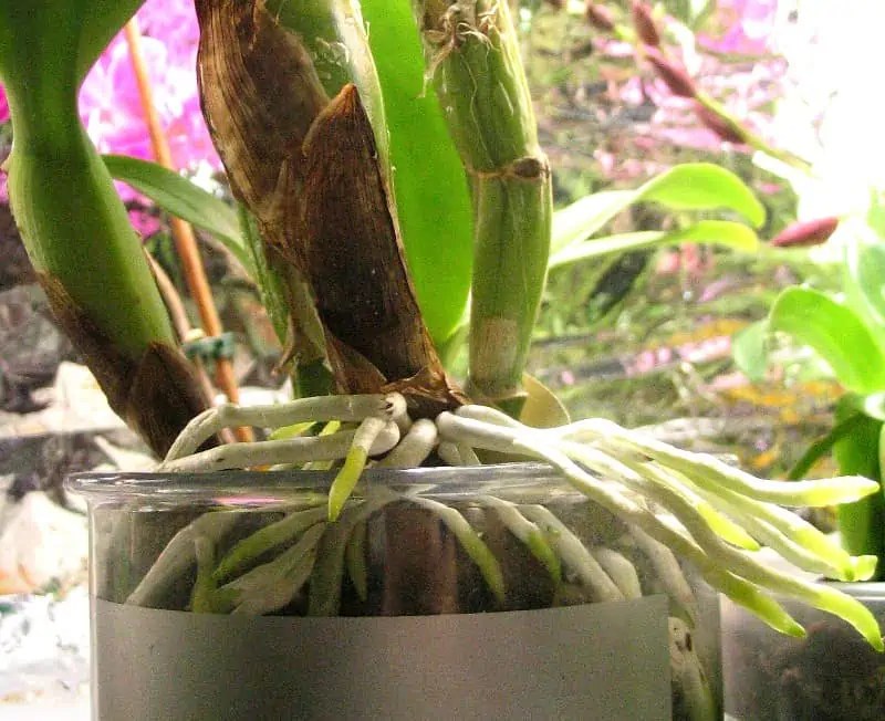 How to Grow Orchids in the Water Plantly