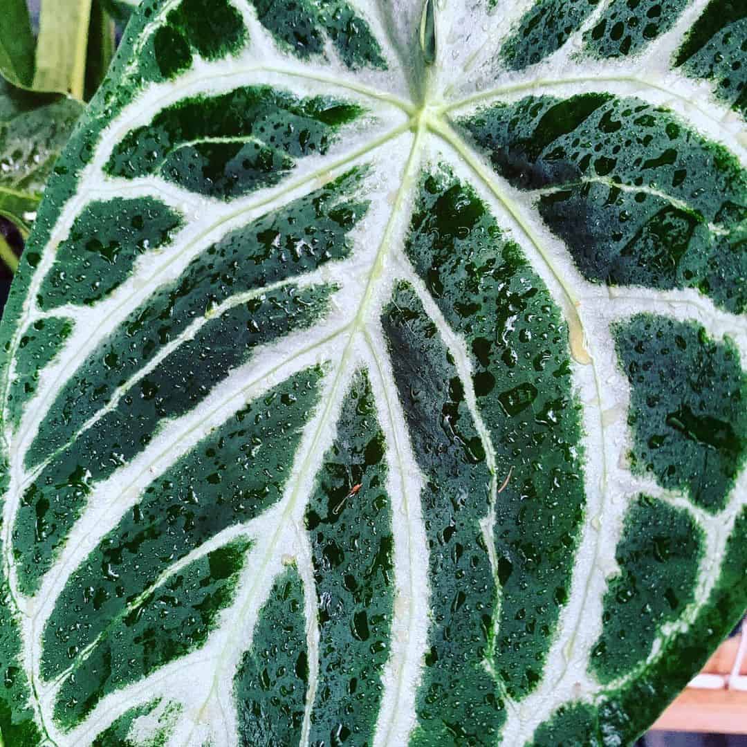 Amazing Aroid Plants For Sale Monstera & Philodendron Plantly